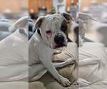 Small #4 Olde Bulldog