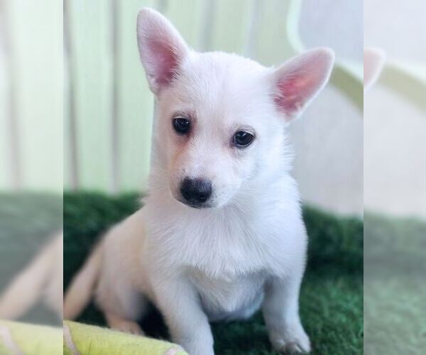 Medium Photo #8 Chiranian Puppy For Sale in Tustin, CA, USA
