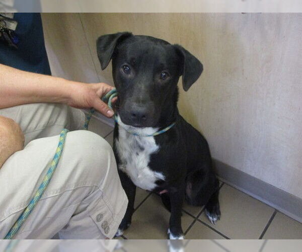Medium Photo #1 Mutt Puppy For Sale in Ocala, FL, USA
