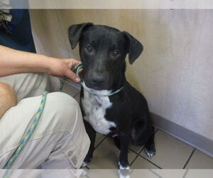Mutt Dogs for adoption in Ocala, FL, USA