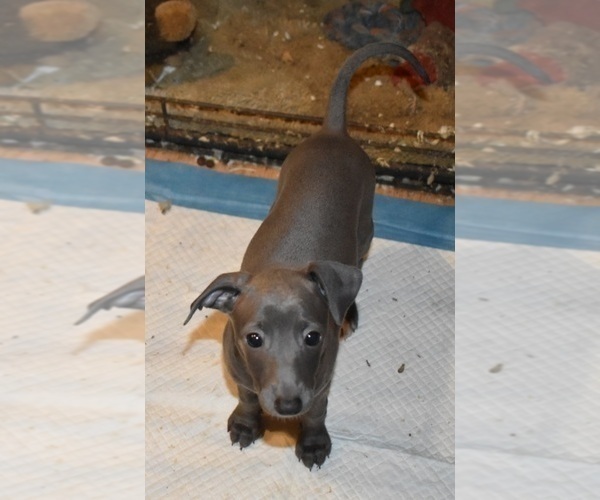 Medium Photo #2 Italian Greyhound Puppy For Sale in GRAHAM, WA, USA