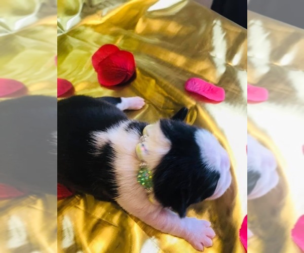 Medium Photo #4 Boston Terrier Puppy For Sale in CORPUS CHRISTI, TX, USA