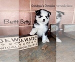 Small Photo #10 Pomsky Puppy For Sale in CASA GRANDE, AZ, USA