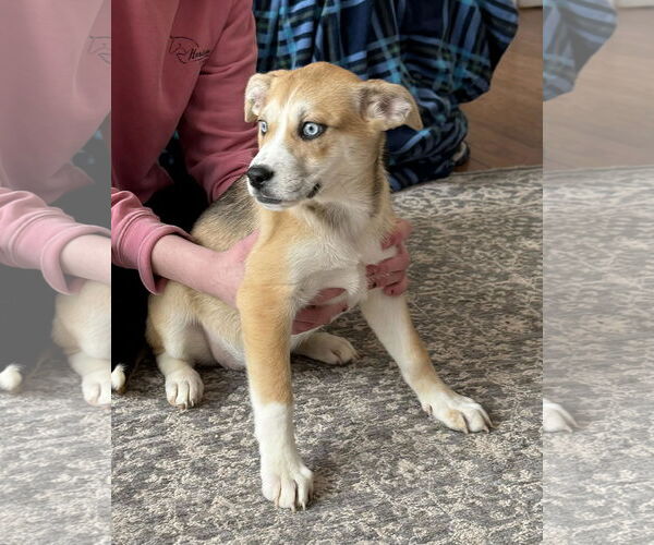 Medium Photo #2 Labsky Puppy For Sale in Mechanicsburg, PA, USA