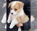 Small #6 Pembroke Welsh Corgi