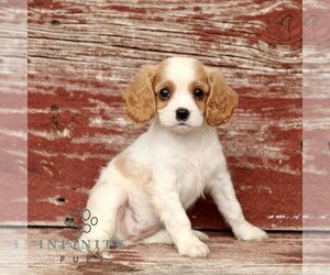 Cavapoo Puppy for sale in KINZERS, PA, USA