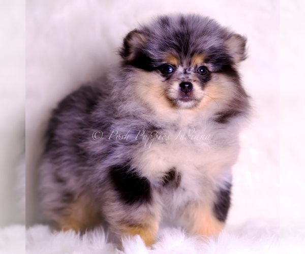 Medium Photo #95 Pomeranian Puppy For Sale in WARSAW, IN, USA