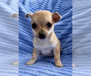 Chihuahua Puppy for Sale in FAIR HAVEN, Michigan USA
