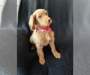 Goldendoodle Puppy for sale in EHRHARDT, SC, USA