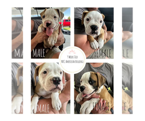 American Bulldog Puppy for sale in WARNER ROBINS, GA, USA
