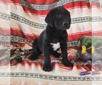 Small #2 Labrador Retriever