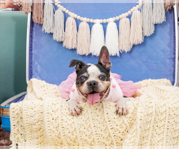 Medium Photo #1 Boston Terrier Puppy For Sale in Huntington Beach, CA, USA