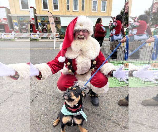 Medium Photo #3 English Bullweiler Puppy For Sale in Turlock, CA, USA