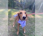 MAGNOLIA - Female Mutt Dog for Adoption - Small photo