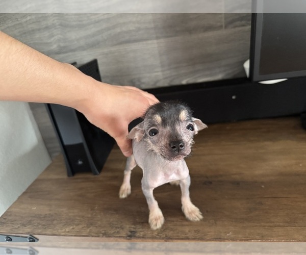 Medium Photo #1 Xoloitzcuintli (Mexican Hairless) Puppy For Sale in SAN BERNARDINO, CA, USA