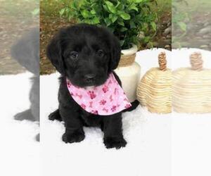 Miniature Labradoodle Puppy for sale in FREDERICKSBG, OH, USA