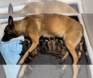 Belgian Malinois Puppy for Sale in COLTON, California USA
