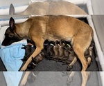 Small Photo #1 Belgian Malinois Puppy For Sale in COLTON, CA, USA