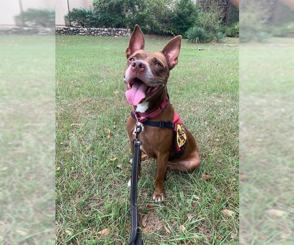 Medium Photo #3 American Staffordshire Terrier-Unknown Mix Puppy For Sale in Tallahassee, FL, USA