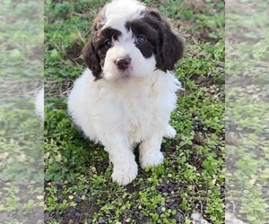 Newfoundland-Poodle (Toy) Mix Puppy for sale in PORTAGE, MI, USA