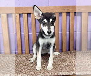 Siberian Husky Dogs for adoption in Genesee, WI, USA