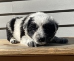 Mickey - Female Australian Cattle Dog Puppy for Sale - Photo #32