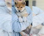 Small Photo #6 Shiba Inu Puppy For Sale in FREMONT, CA, USA