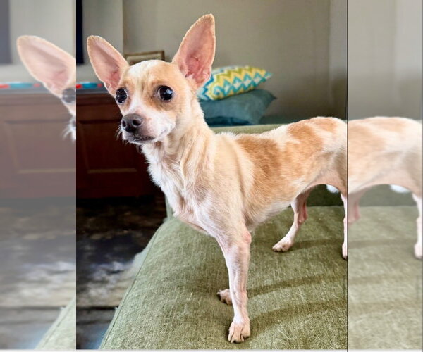 Medium Photo #5 Chihuahua-Unknown Mix Puppy For Sale in Canton, CT, USA