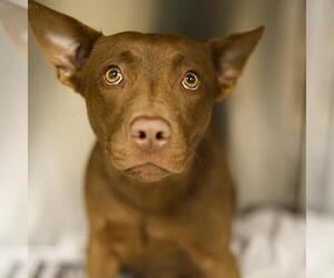 American Staffordshire Terrier-Unknown Mix Dogs for adoption in San Antonio, TX, USA