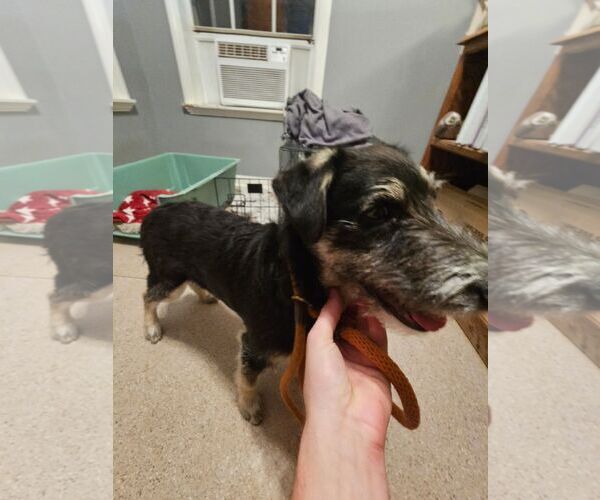 Medium Photo #10 Tibetan Terrier-Unknown Mix Puppy For Sale in Escondido, CA, USA