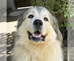 Small #2 Great Pyrenees