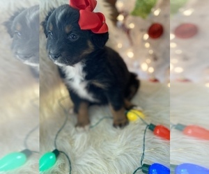 Australian Shepherd Puppy for sale in BEECH GROVE, IN, USA