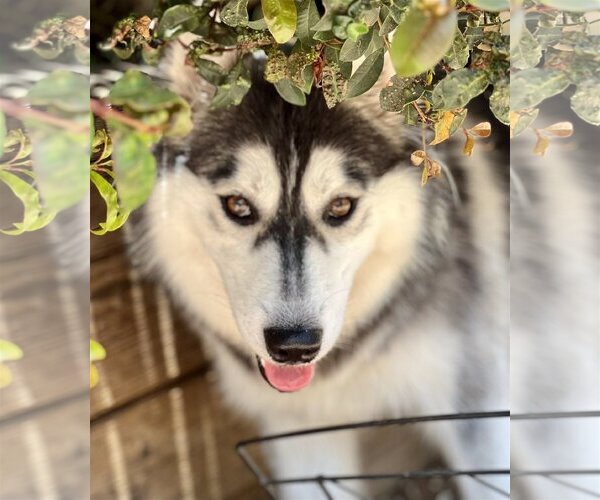 Medium Photo #15 Border Collie-Huskies  Mix Puppy For Sale in Dana Point, CA, USA