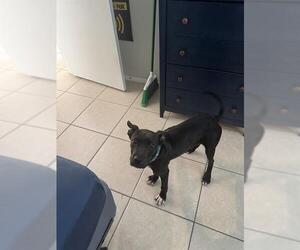 American Staffordshire Terrier-Unknown Mix Dogs for adoption in San Antonio, TX, USA