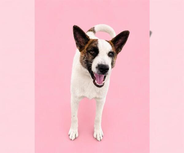 Medium Photo #1 Australian Shepherd-Unknown Mix Puppy For Sale in HESPERIA, CA, USA