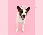 Small Australian Shepherd Mix
