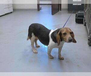 Beagle Dogs for adoption in Fayetteville, NC, USA