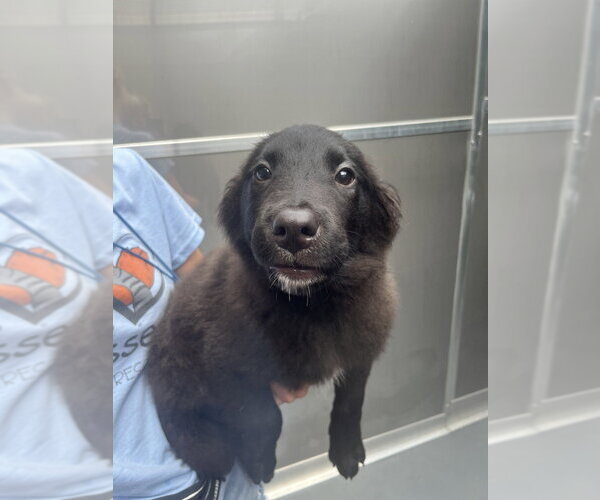 Medium Photo #1 Collie-Unknown Mix Puppy For Sale in Elmsford, NY, USA