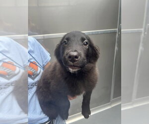 Collie-Unknown Mix Dogs for adoption in Elmsford, NY, USA