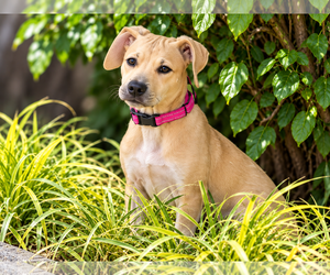 Daisy - Female Black Mouth Cur-Labrador Retriever Mix Dog for Adoption - Photo #2