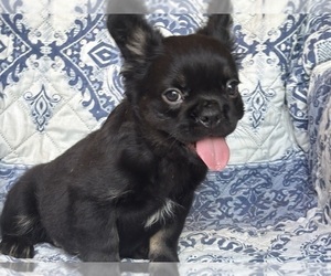 French Bulldog Puppy for sale in NEWTON, NJ, USA
