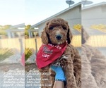 Small #1 Goldendoodle