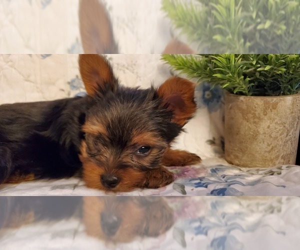 Medium Photo #3 Yorkshire Terrier Puppy For Sale in GLENDALE, AZ, USA