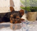 Small #2 Yorkshire Terrier