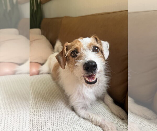 Medium Photo #1 Jack Russell Terrier-Unknown Mix Puppy For Sale in San Diego, CA, USA