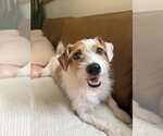 Small Jack Russell Terrier Mix