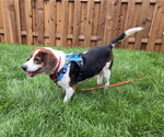Small Photo #4 Beagle Puppy For Sale in Mundelein, IL, USA