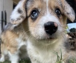 Small American Corgi