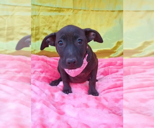 Medium Photo #1 Border Collie-Staffordshire Bull Terrier Mix Puppy For Sale in Lake Forest, CA, USA