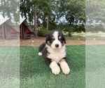 Small Photo #24 Australian Shepherd Puppy For Sale in EUSTIS, FL, USA